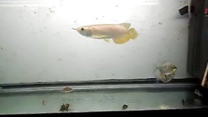 银板鱼繁殖饲料选择指南：银板鱼繁殖期营养需求详解,如何判断银板鱼饲料质量 细线银板鱼苗 第6张