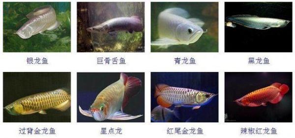 星点金龙鱼幼鱼饲料选择指南：星点金龙鱼幼鱼饲料营养搭配 金龙鱼百科 第5张