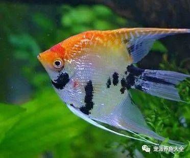 月光鸭嘴鱼苗适宜水温范围，月光鸭嘴鱼苗养殖技术要点月光鸭嘴鱼苗饲料选择指南 观赏鱼市场（混养鱼） 第3张