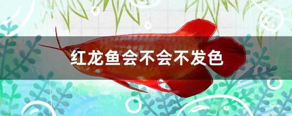 小红龙鱼适宜饲料选择指南：小红龙鱼饲料选择指南 龙鱼百科 第2张