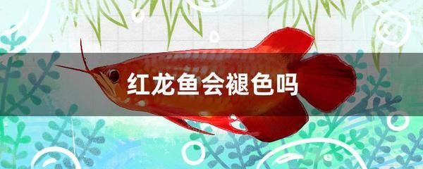 小红龙鱼适宜饲料选择指南：小红龙鱼饲料选择指南 龙鱼百科 第3张