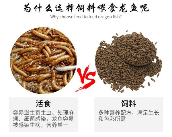 小红龙鱼适宜饲料选择指南：小红龙鱼饲料选择指南 龙鱼百科 第6张