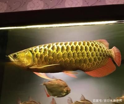 金龙鱼颜色变化图（金龙鱼发色期食物选择指南,观赏鱼市场热门品种介绍）