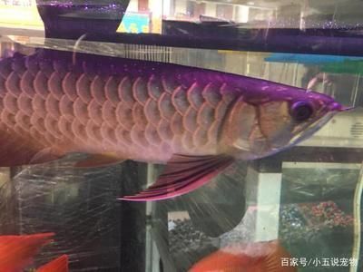 金龙鱼颜色变化图（金龙鱼发色期食物选择指南,观赏鱼市场热门品种介绍）