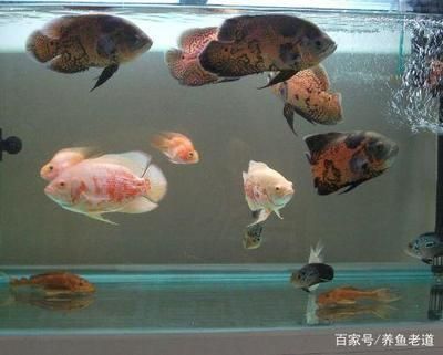 如何改善观赏鱼饲养环境：观赏鱼水质净化技巧，鱼缸过滤系统选购指南 观赏鱼百科 第1张
