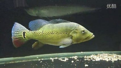 申古三间鱼混养食物选择指南：三间鱼混养食物选择指南 龙鱼百科 第2张