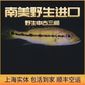申古三间鱼混养食物选择指南：三间鱼混养食物选择指南 龙鱼百科 第1张