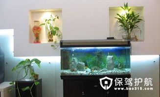 养鱼入门必备，鱼缸选购指南！