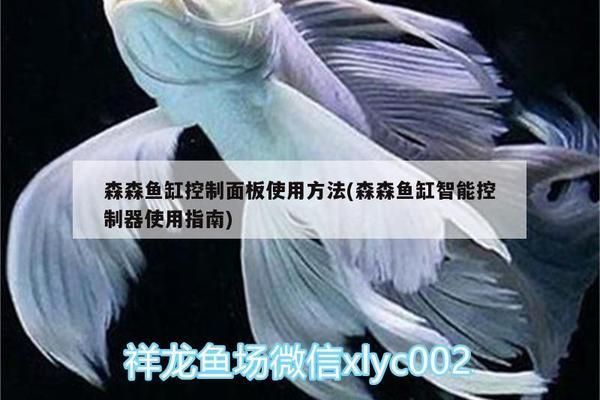 红龙鱼选购技巧指南（如何挑选红龙鱼？） 水族问答