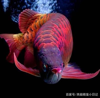 辣椒红龙鱼的选购指南：辣椒红龙鱼的选购指南：辣椒红龙鱼的选购指南 龙鱼百科 第5张