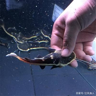 龙鱼和招财猫鱼水温多少度合适（龙鱼和招财猫鱼混养注意事项恒温设备选择指南） 龙鱼百科 第1张