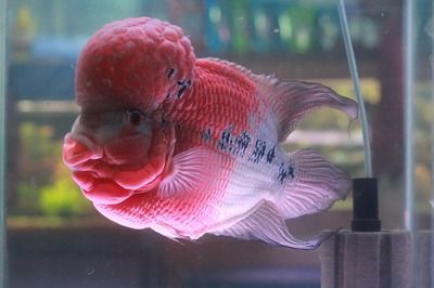 龙鱼和招财猫鱼水温多少度合适（龙鱼和招财猫鱼混养注意事项恒温设备选择指南） 龙鱼百科 第2张