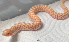 宠物蛇能养多大