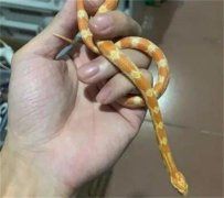 带宠物蛇出门犯法吗