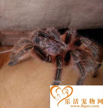 什么宠物蜘蛛好养 火玫瑰是个不错选择