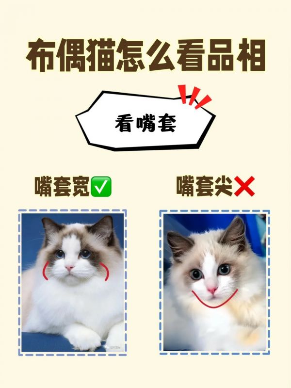 布偶猫品相如何影响价格?从青铜到王者段位全解析
