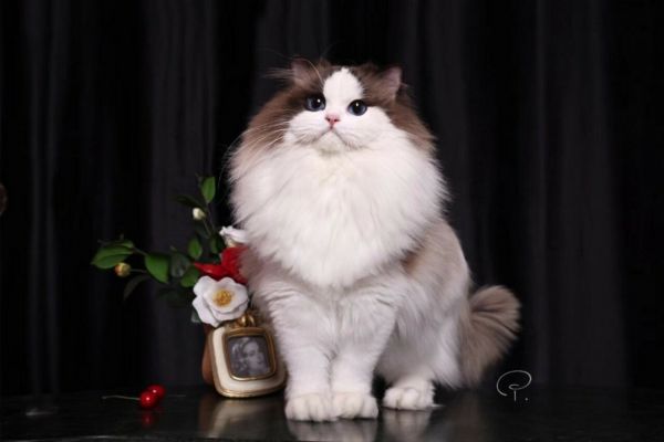 布偶猫品相如何影响价格?从青铜到王者段位全解析