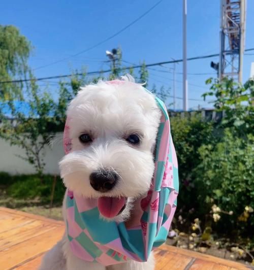 夏日宠物护理必备——狗狗的防晒（宠爱宠物，从防晒开始）