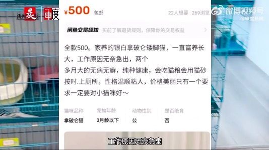 借宠物领养引流牟利乱象曝光 “小偿领养”却被引导进店办会员