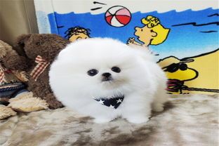 宠物狗运费一般多少钱 运输狗狗运费多少价位