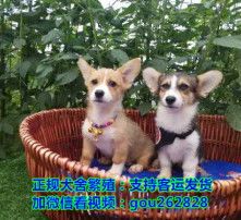 【宠物狗】运费一般多少钱国内运输费用详解！