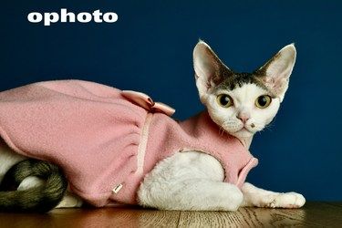 ophoto客片分享 毛孩子们