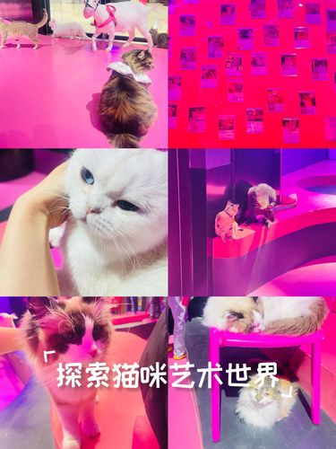 喵星人的心情日记