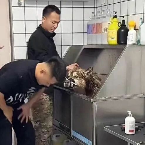 千万级网红“潘宏爱玩狗”清空主页，下架所有视频！