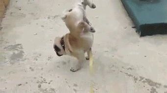 “养宠物，男友成专业铲屎官！”
