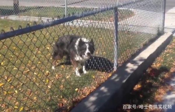 小狗玩具球挡路男子暖心停车帮捡球