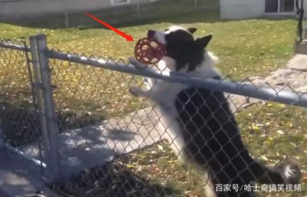 小狗玩具球挡路男子暖心停车帮捡球 狗狗聪明行为超乎想象