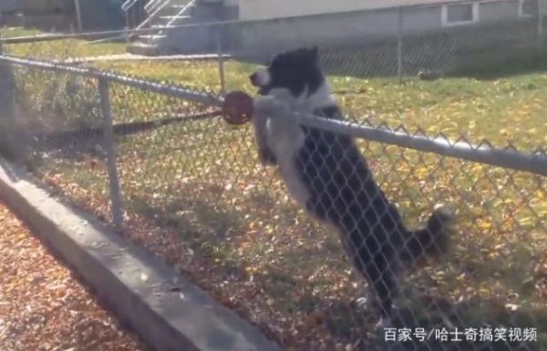 小狗玩具球挡路男子暖心停车帮捡球 狗狗聪明行为超乎想象