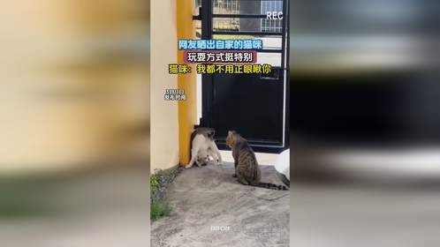 网友晒出自家的猫咪，玩耍方式挺特别，猫咪：我都不用正眼瞅你