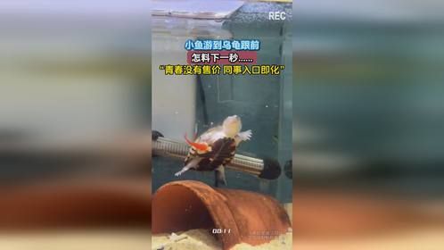 小鱼游到乌龟跟前，怎料下一秒......“青春没有售价 同事入口即化”