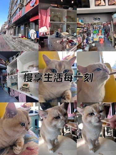 哈尔滨宠物店小猫咪宠物馆