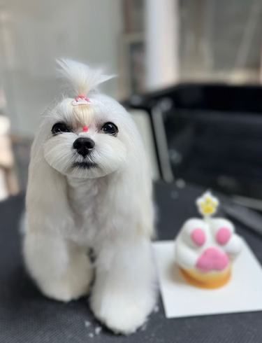 狗生值得