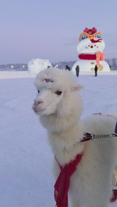 冰雪乐趣时光