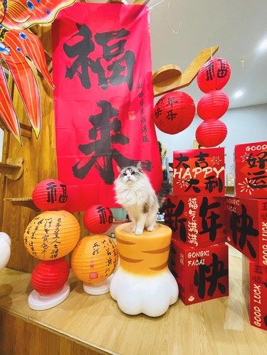 哈尔滨超有爱的洗猫店 