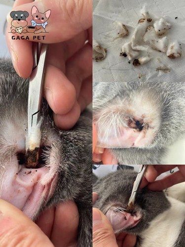 是谁说猫咪一年都可以不洗澡的？