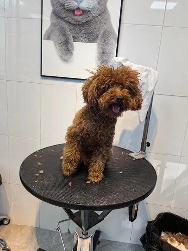 宠物美容小心得