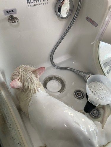 为啥你家小猫掉毛这么厉害