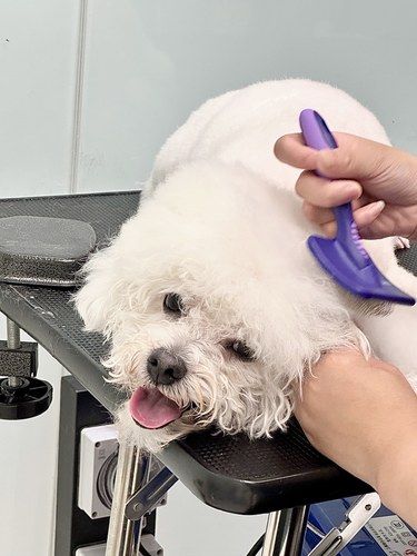 狗狗美美spa日