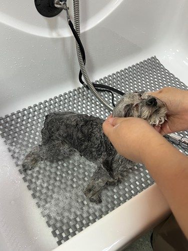多久没带“宝贝”好好洗澡啦