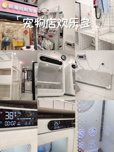 洗个澡变身宠物干洗师