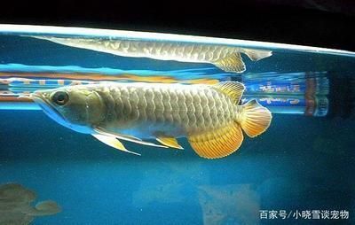 龙鱼和虎鱼打架的解决办法（龙鱼和虎鱼打架后的急救措施，龙鱼虎鱼打架后的急救措施）