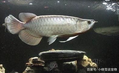 龙鱼和虎鱼打架的解决办法（龙鱼和虎鱼打架后的急救措施，龙鱼虎鱼打架后的急救措施）