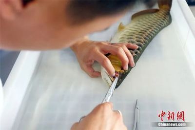 龙鱼麻醉过量怎么处理好呢（如何判断龙鱼麻醉过量的急救措施）