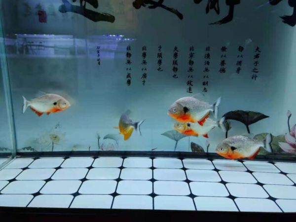 倒缸一周的水虎鱼全部暴毙,原因何在?观赏鱼真可以把自己吓死