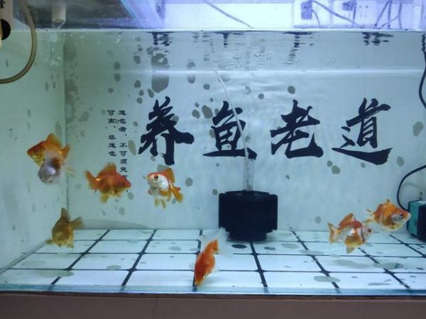 一条清道夫差点毁了一缸鎏金,紧急抢救患上水霉病的金鱼
