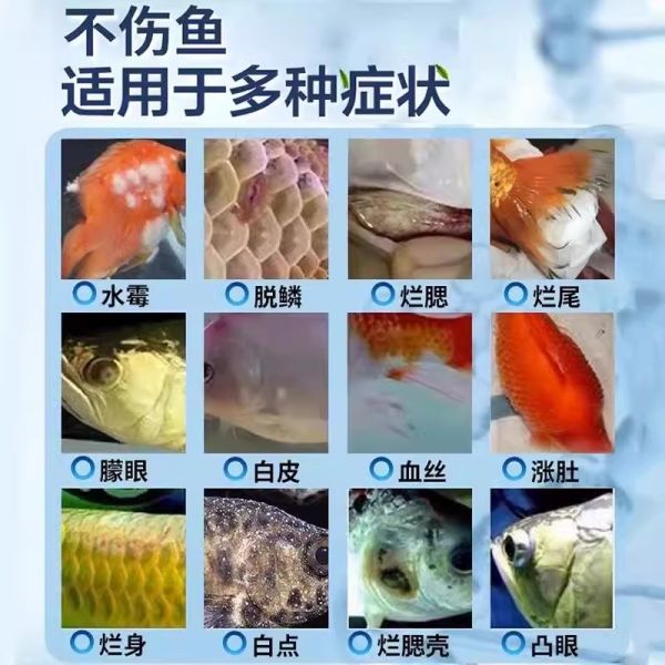 鼎火百汇的其他益生菌